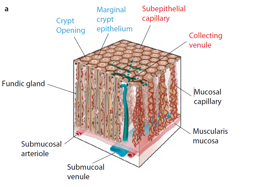 Schematic diagram of the microvascular (MV) architec
ture and microsurface (MS) structure of the normal gastric fundic gland mucosa corresponding to sur
face morphology as visualized by magnifying endoscopy (ME) with narrowband imaging (NBI).